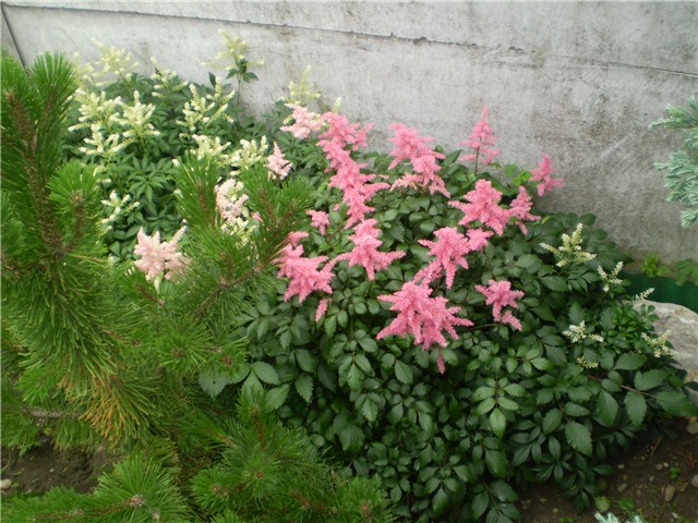 astilbe